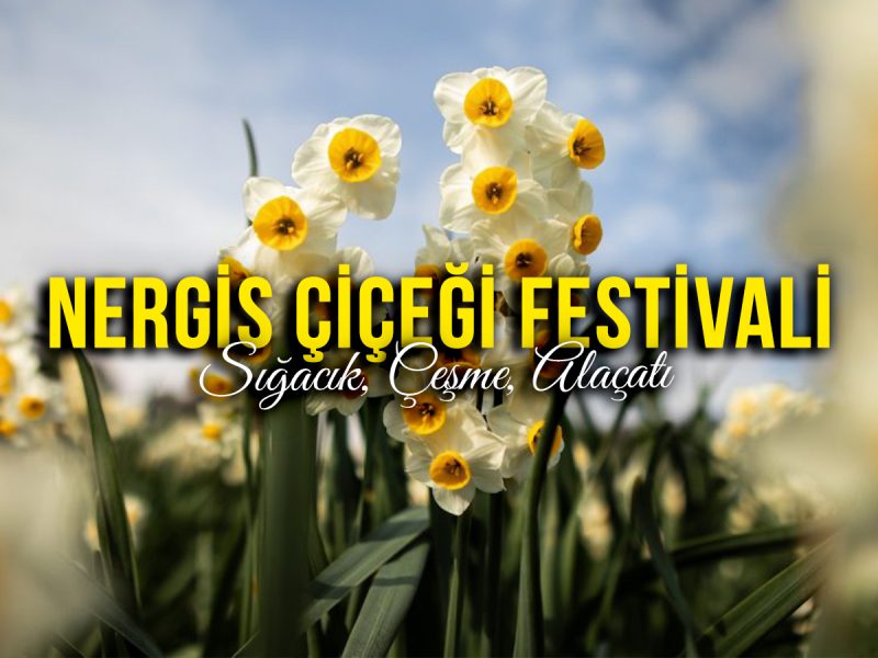Karaburun Nergis Çiçekleri Festivali, Sığacık, Çeşme, Alaçatı