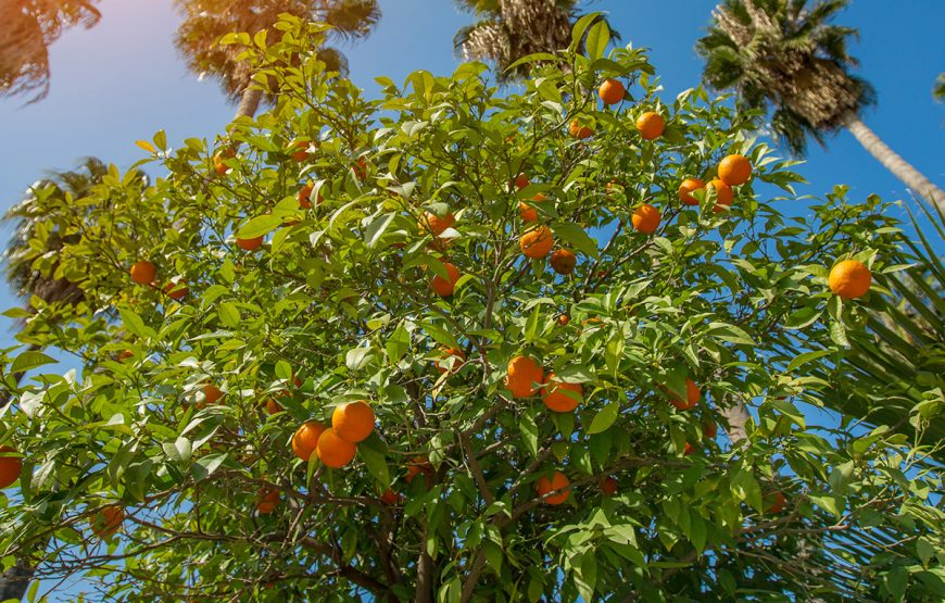 14. Adana Portakal Çiçeği Karnavalı ( 2 Nisan Hareket – 5 Nisan Dönüş / Adana, Tarsus, Eshab-ı Kehf, St Paul Evi, Danyal Hazretleri )