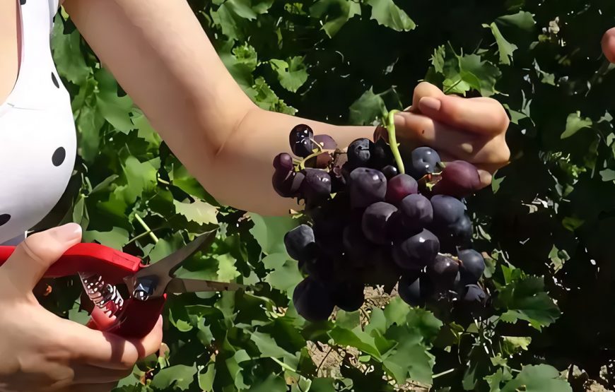 Bağ Bozumu Festivali ( Gökçeada, Kefalos Plajı ve Bozcaada Turu )