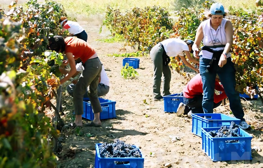 Bağ Bozumu Festivali ( Gökçeada, Kefalos Plajı ve Bozcaada Turu )